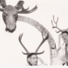 483. Feste 1953 Max frey, Hermann Ulrich